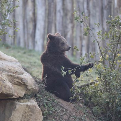 Territoire Nord-Américain - Territoire du ZooParc de Beauval
