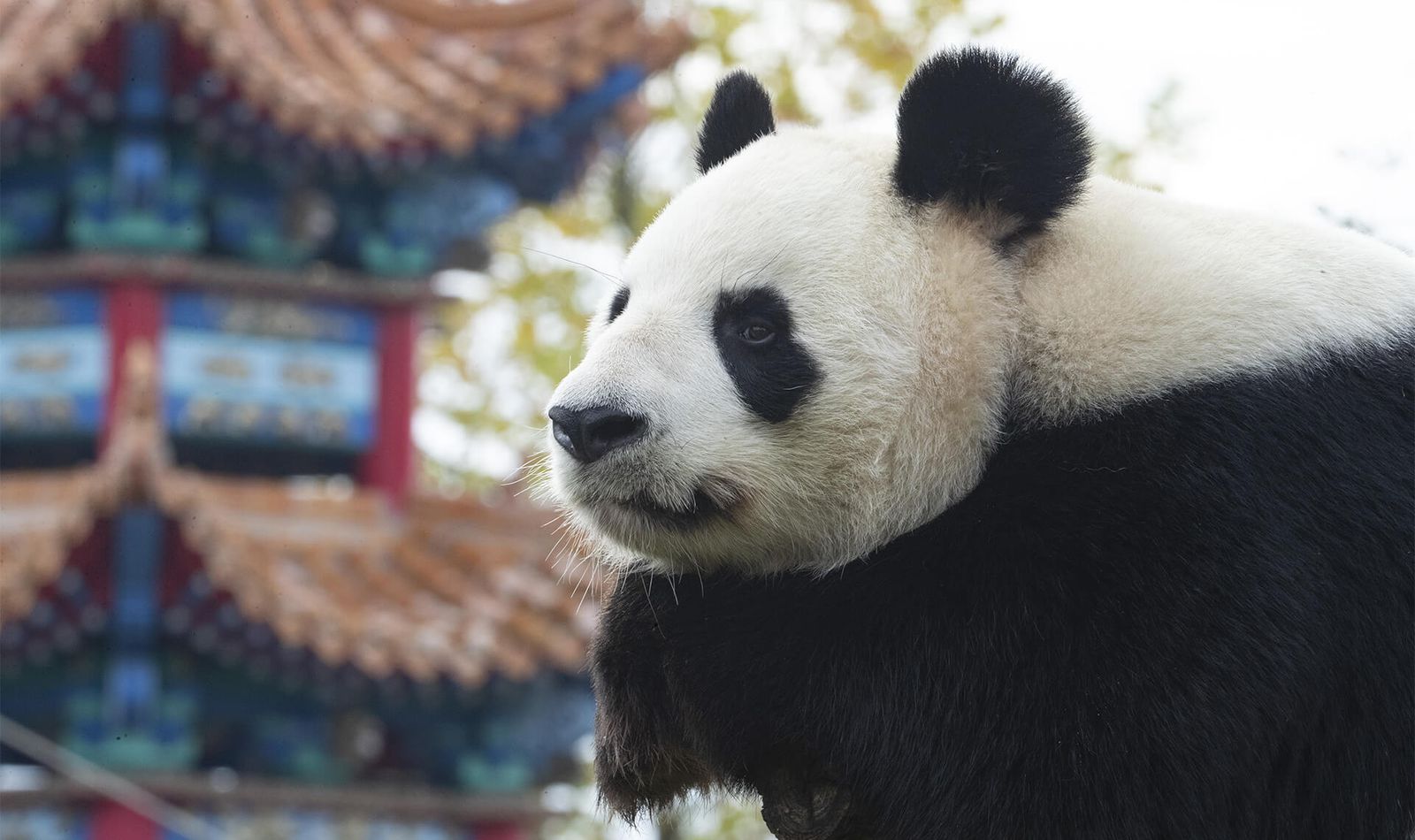 Les Hauteurs de Chine - Territoire du ZooParc de Beauval
