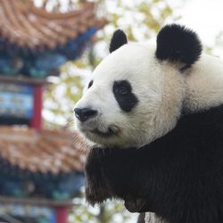 Les Hauteurs de Chine - Territoire du ZooParc de Beauval