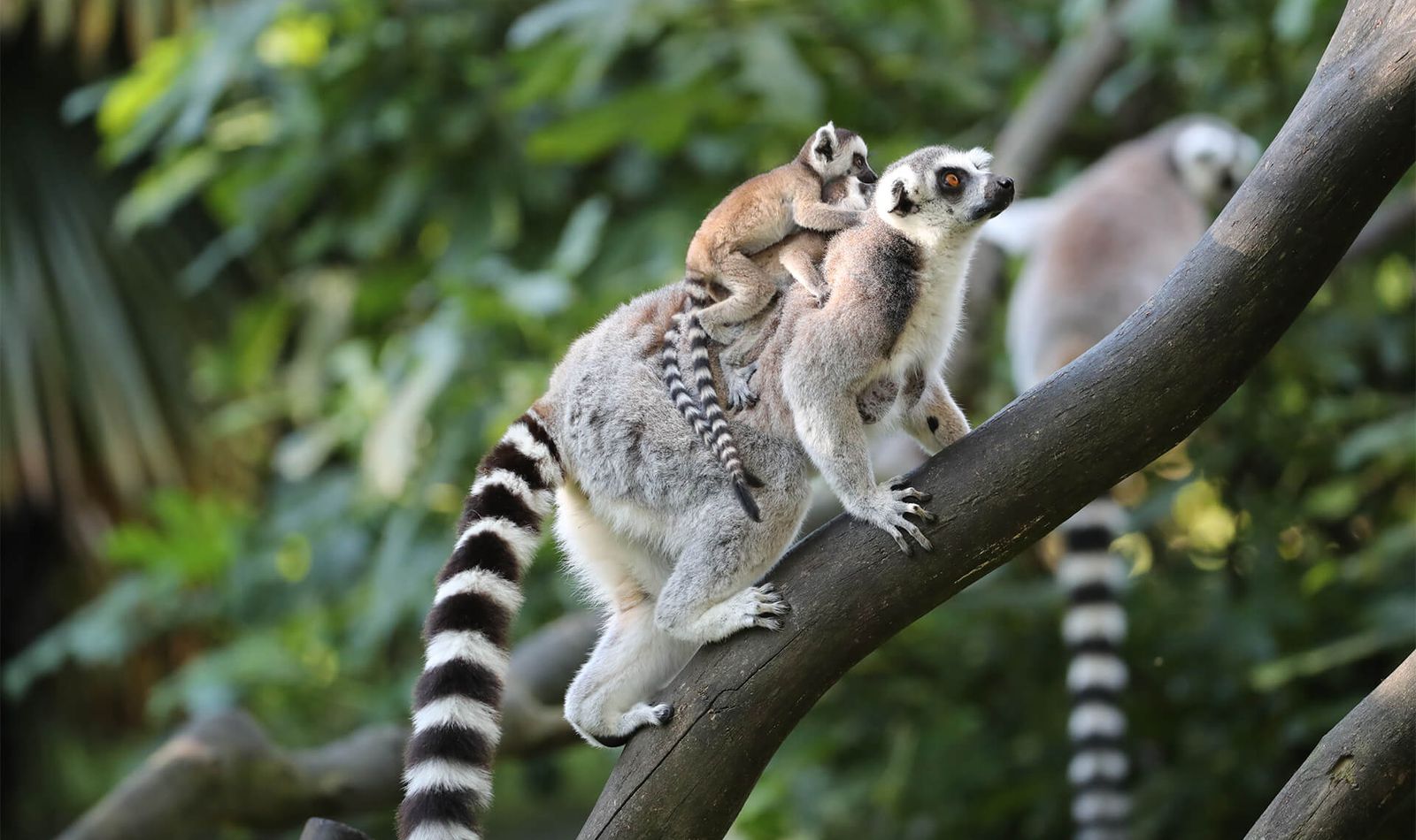 Parrainez nos maki cattas - ZooParc de Beauval