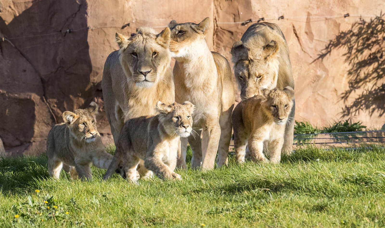 Famille de lions - Venez visiter les animaux du ZooParc