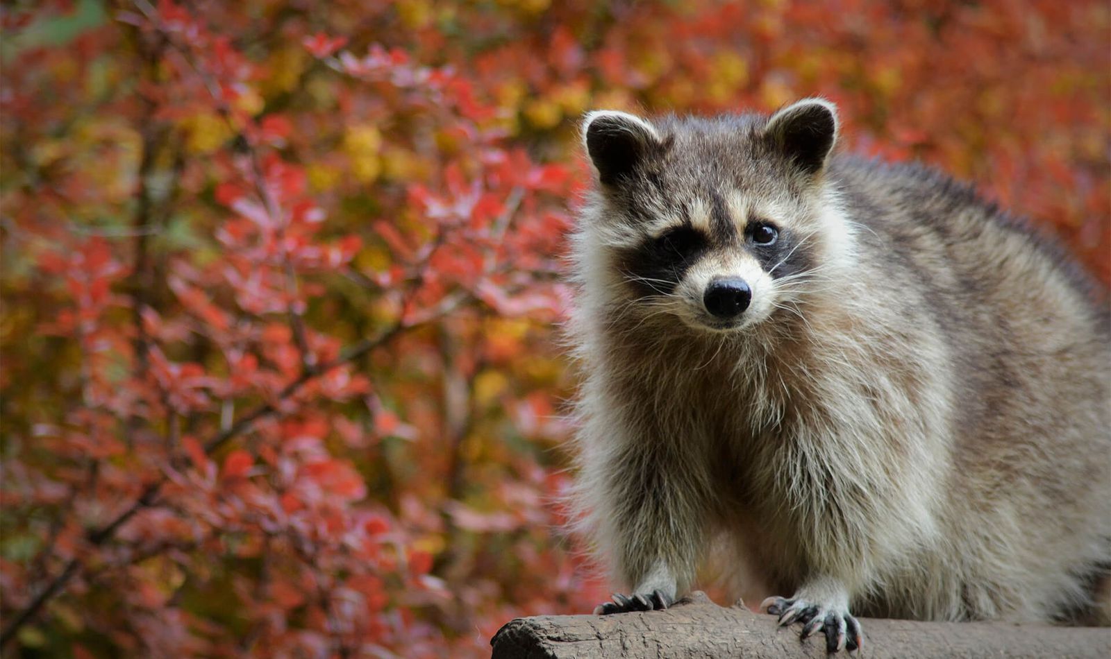 Tous les services à votre disposition - Raton-laveur - Venez visiter les animaux du ZooParc