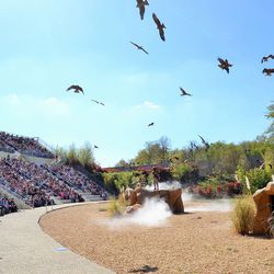Bal des oiseaux - Spectacle - Les Maîtres des Airs