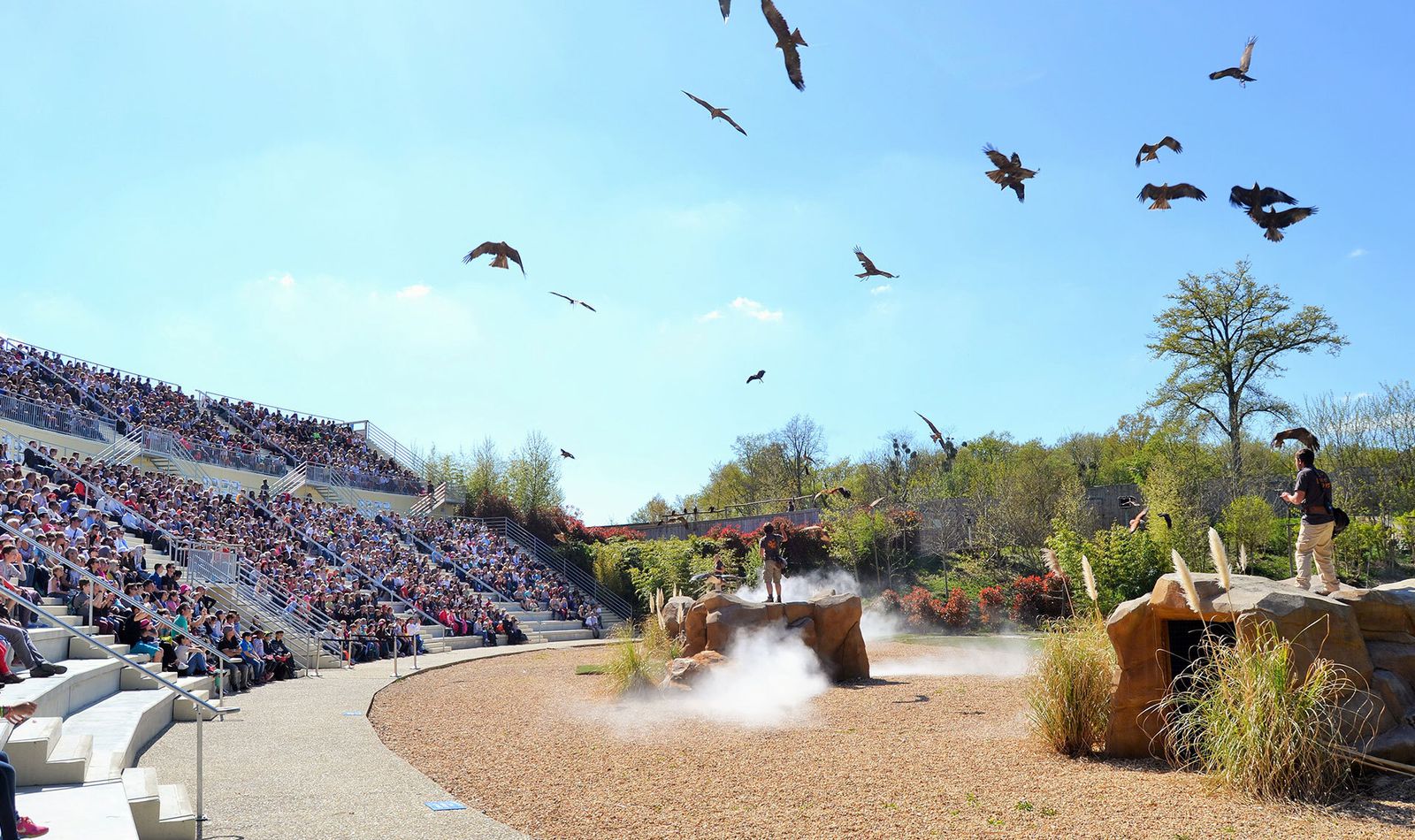 Bal des oiseaux - Spectacle - Les Maîtres des Airs