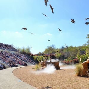 Bal des oiseaux - Spectacle - Les Maîtres des Airs