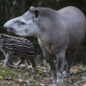La Pampa Sud-Américaine - Territoire du ZooParc de Beauval