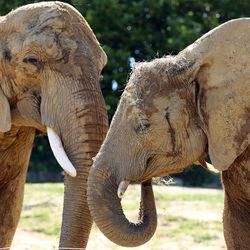 La Plaine des Éléphants - Territoire du ZooParc de Beauval