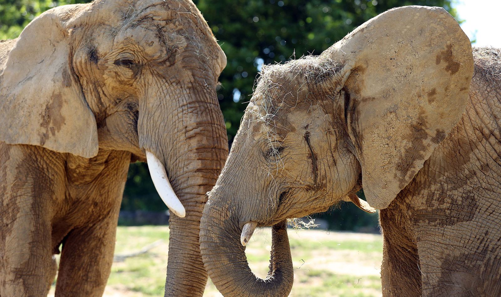 La Plaine des Éléphants - Territoire du ZooParc de Beauval