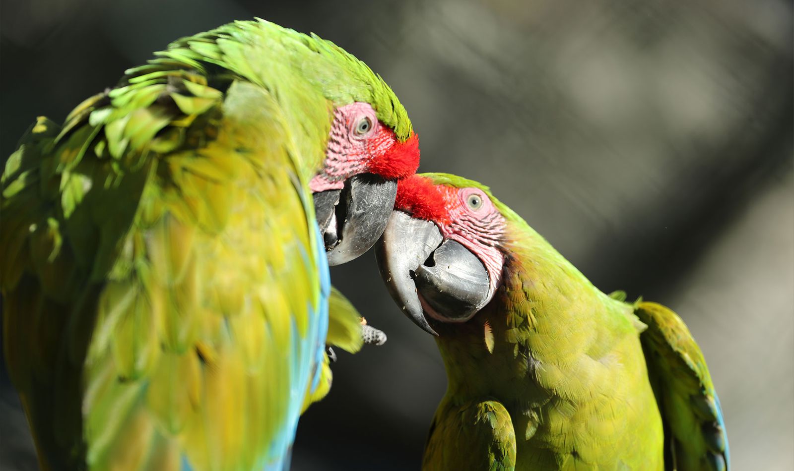 La Rotonde des Perroquets - Territoire du ZooParc de Beauval