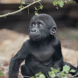 La Serre des Gorilles - Territoire du ZooParc de Beauval
