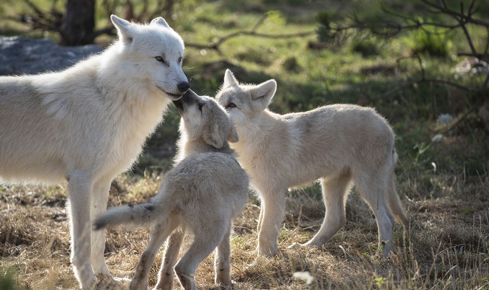 Le Territoire Nord-Américain - Territoire du ZooParc de Beauval