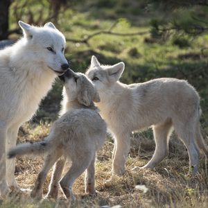 Le Territoire Nord-Américain - Territoire du ZooParc de Beauval