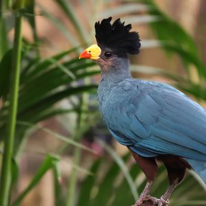 La Serre Tropicale des Oiseaux - Territoire du ZooParc de Beauval
