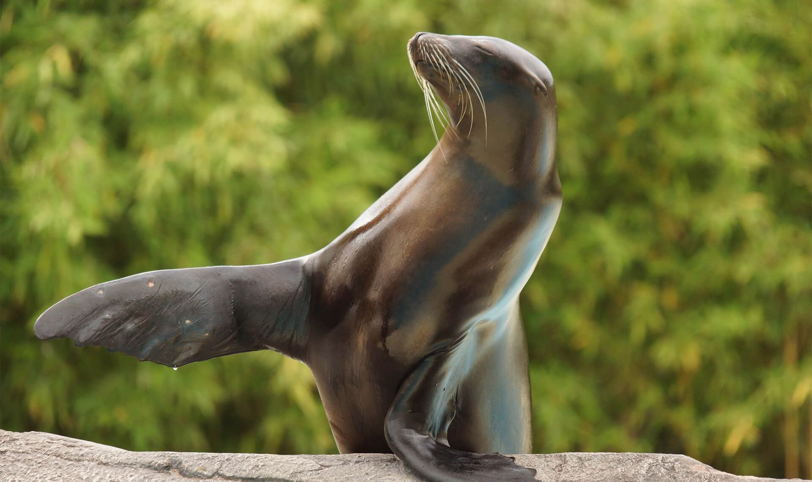 Trouver votre chemin - Otarie - Plan du ZooParc de Beauval