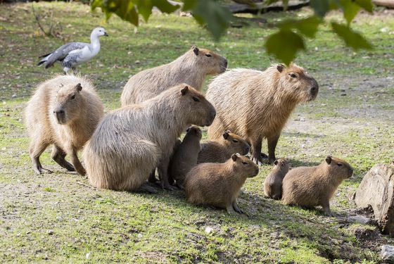 Capybaras
