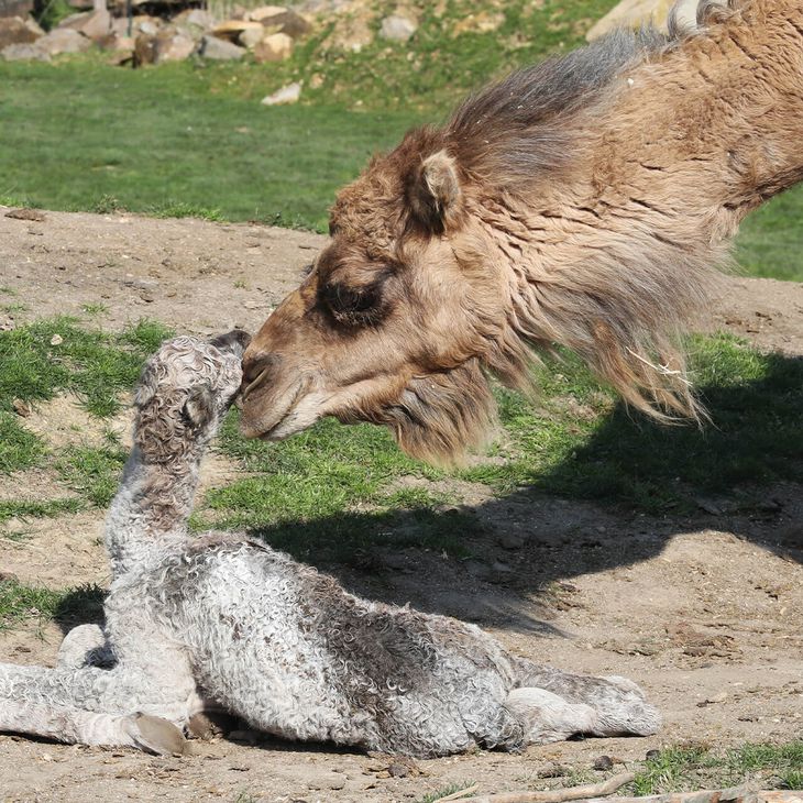 Protection de la biodiversité - Bébé dromadaire et son parent - ZooParc de Beauval