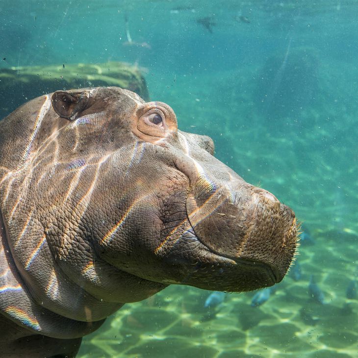 La Réserve des Hippopotames - Territoire du ZooParc de Beauval