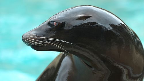 Spectacle d'otaries au ZooParc de Beauval - L'Odyssée des Lions de Mer