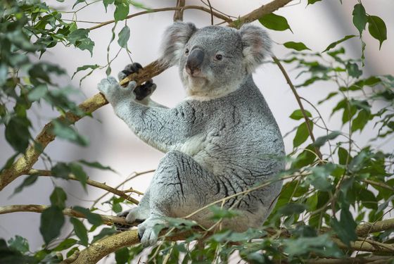 Koala