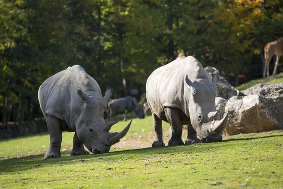 Rhinocéros blancs