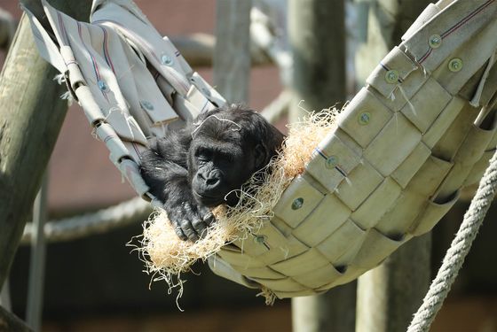 Gorille des plaines de l'Ouest
