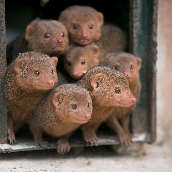 Accès au ZooParc - Mangoustes - Venez visiter les animaux du ZooParc de Beauval