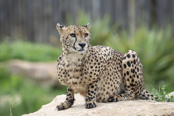 Guépard