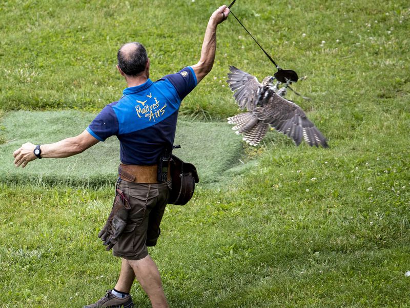 Spectacle d'oiseaux - Les Maître des Airs - ZooParc de Beauval
