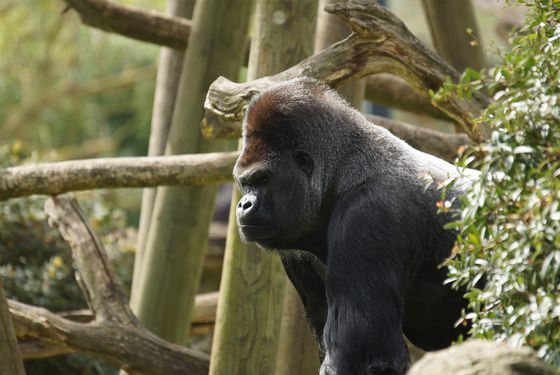 Asato, le dos argenté