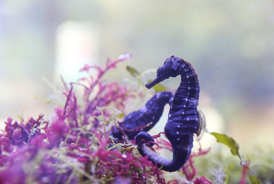 Hippocampe à queue tigrée