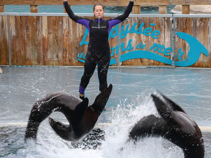 Spectacle d'otaries - L'Odyssée des Lions de Mer - ZooParc de Beauval