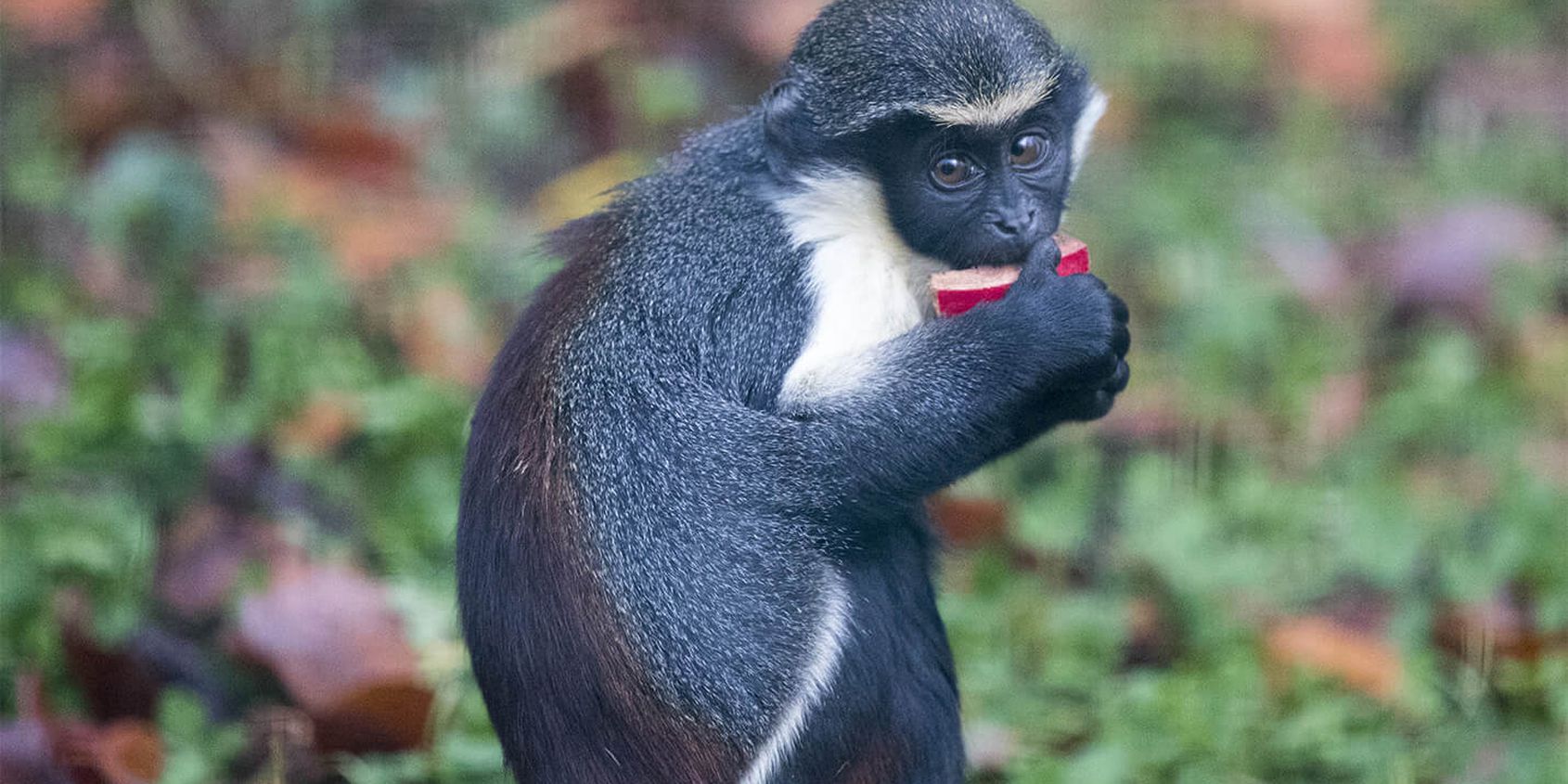 Cercopithèque Diane - Les animaux des Allées des Petits Singes - ZooParc de Beauval
