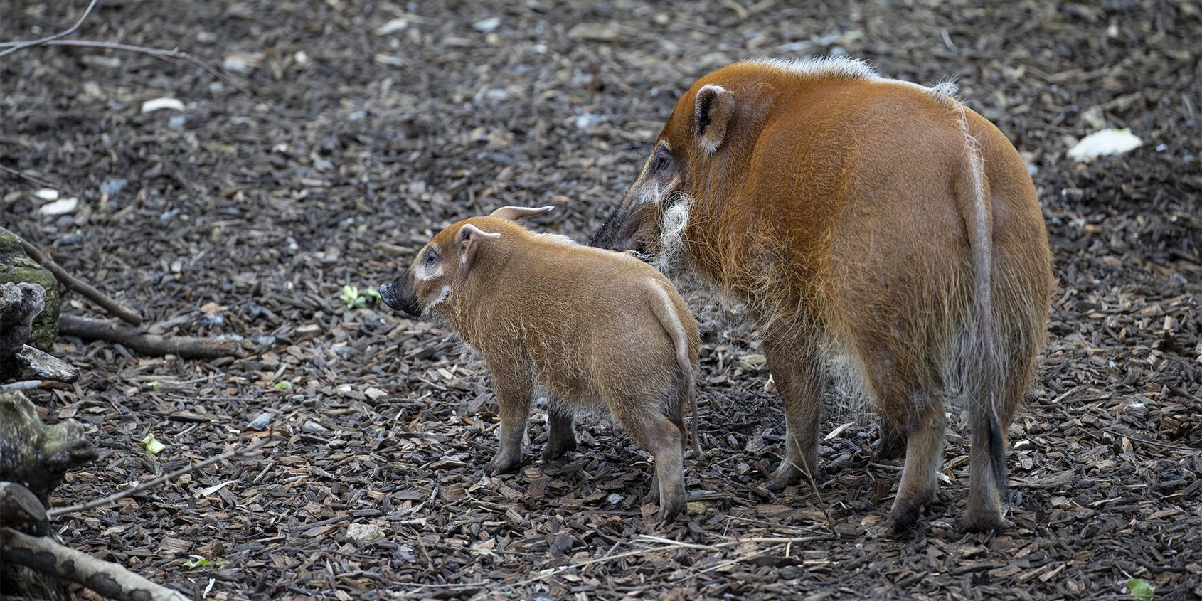 Potamochères - Les animaux de La Réserve des Hippopotames - ZooParc de Beauval