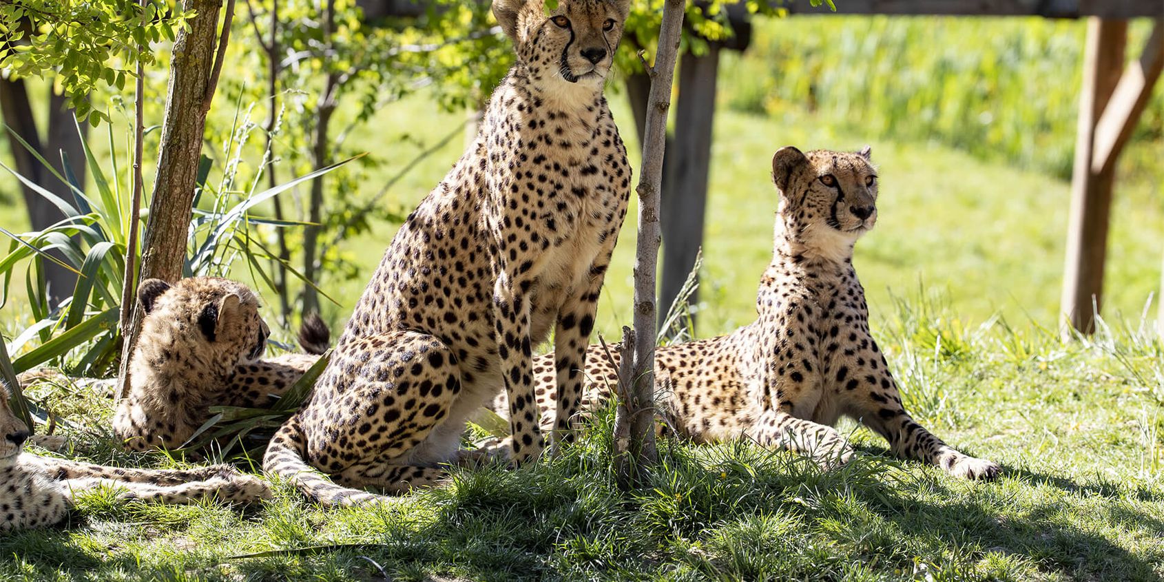 Groupe de guépards - Les animaux du Territoire des Guépards - ZooParc de Beauval