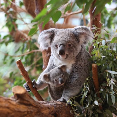 Koala et son bébé - Naissance et carnet rose du ZooParc de Beauval