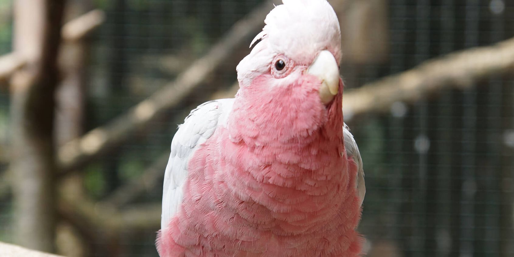 Cacatoès rosalbin - Les animaux de La Rotonde des Perroquets - ZooParc de Beauval
