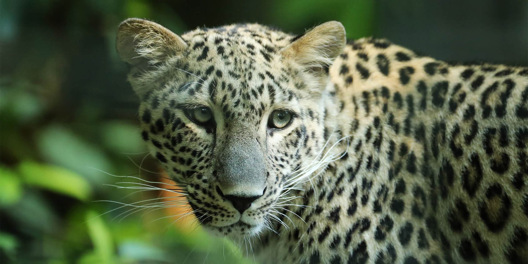 Panthère de Perse - Les animaux du Bois des Fauves - ZooParc de Beauval