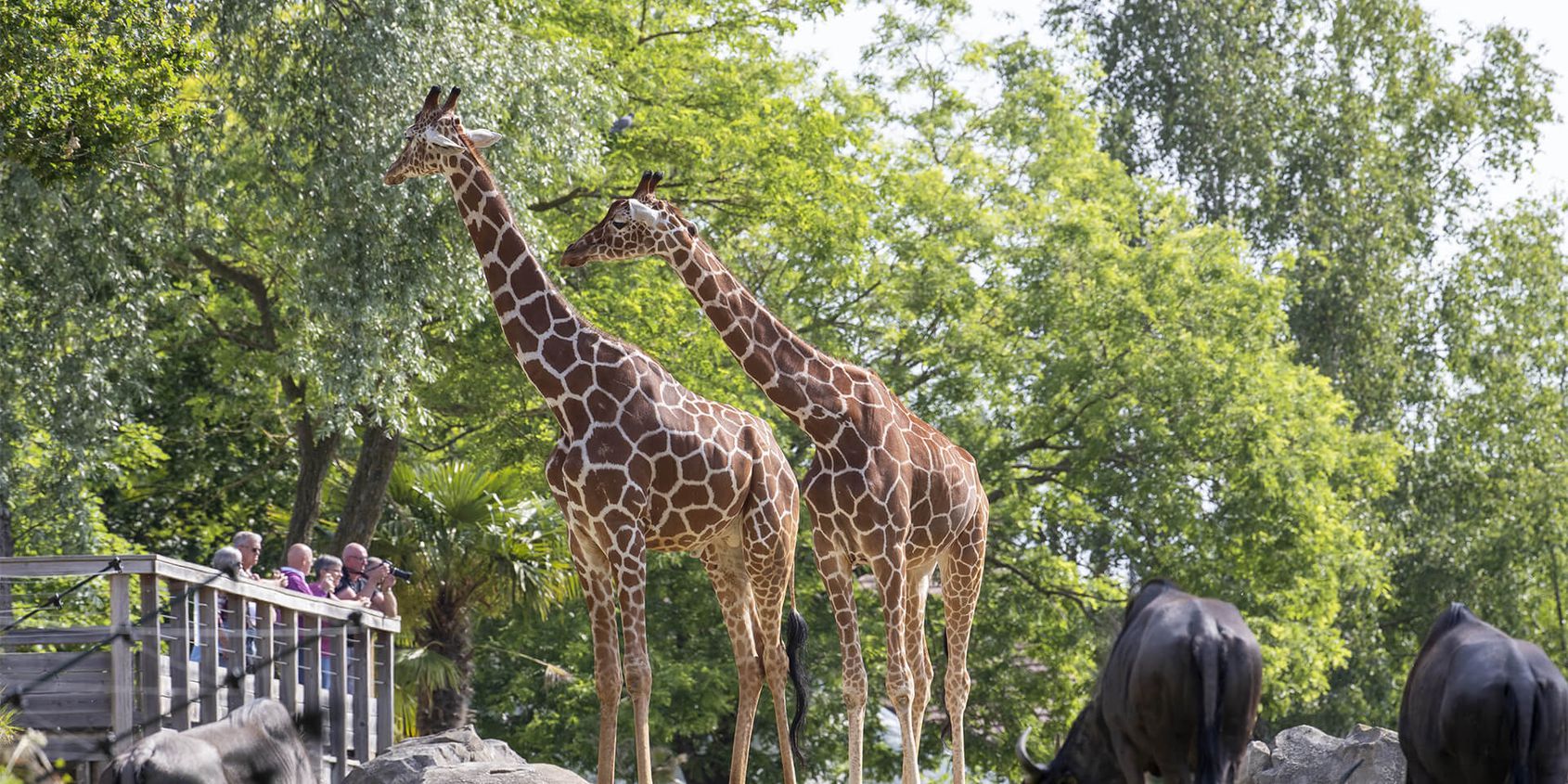 La Savane Africaine, animaux d'Afrique - Territoire du ZooParc de Beauval