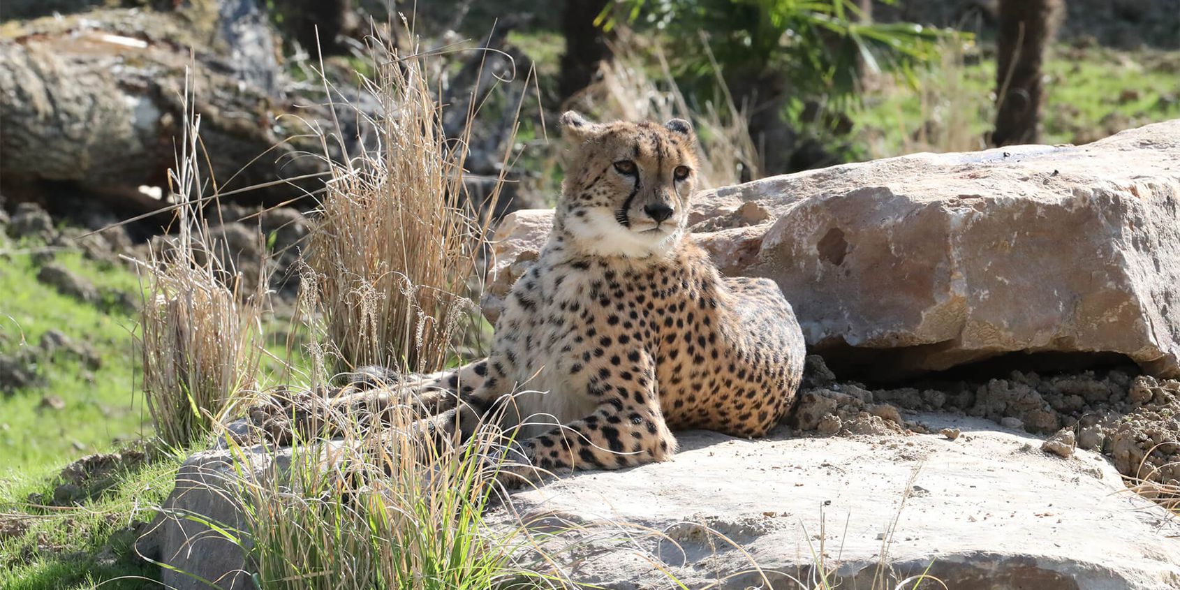 Guépard sur un rocher - Les animaux du Territoire des Guépards - ZooParc de Beauval