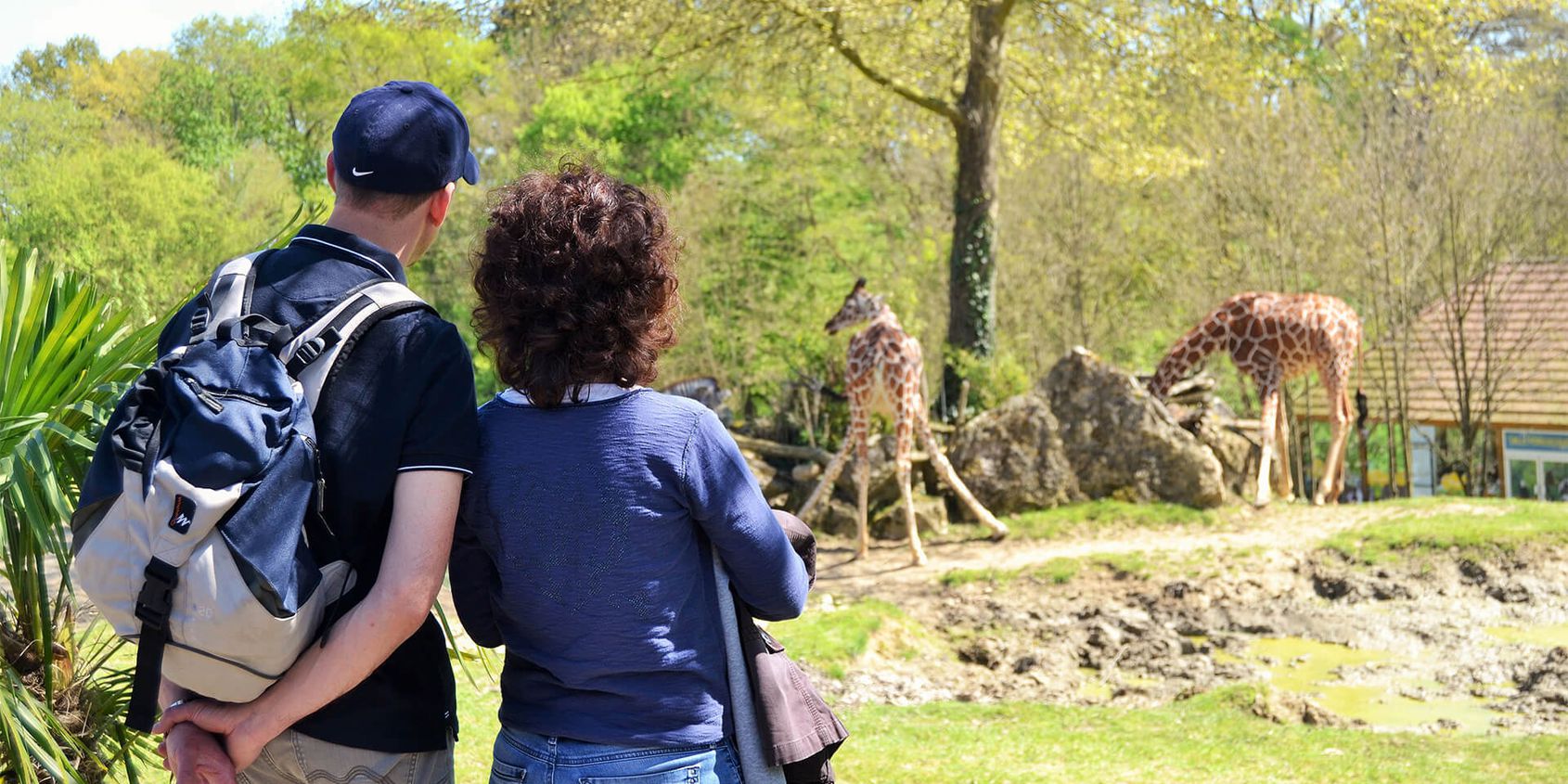Vue imprenable sur les girafes - Les animaux de La Savane Africaine - ZooParc de Beauval