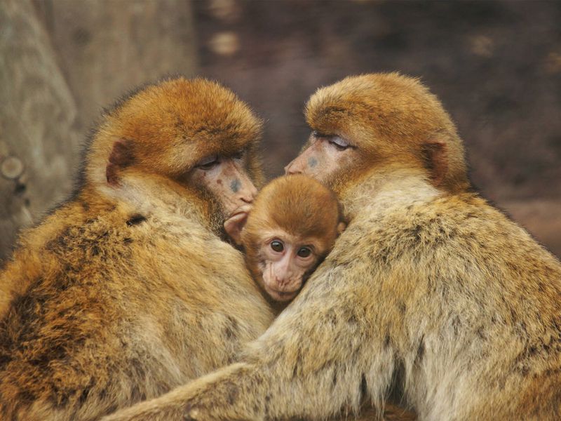 Magots - Les animaux des Allées des Petits Singes - ZooParc de Beauval