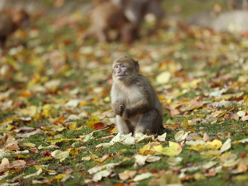 Magot assis - Les animaux des Allées des Petits Singes - ZooParc de Beauval