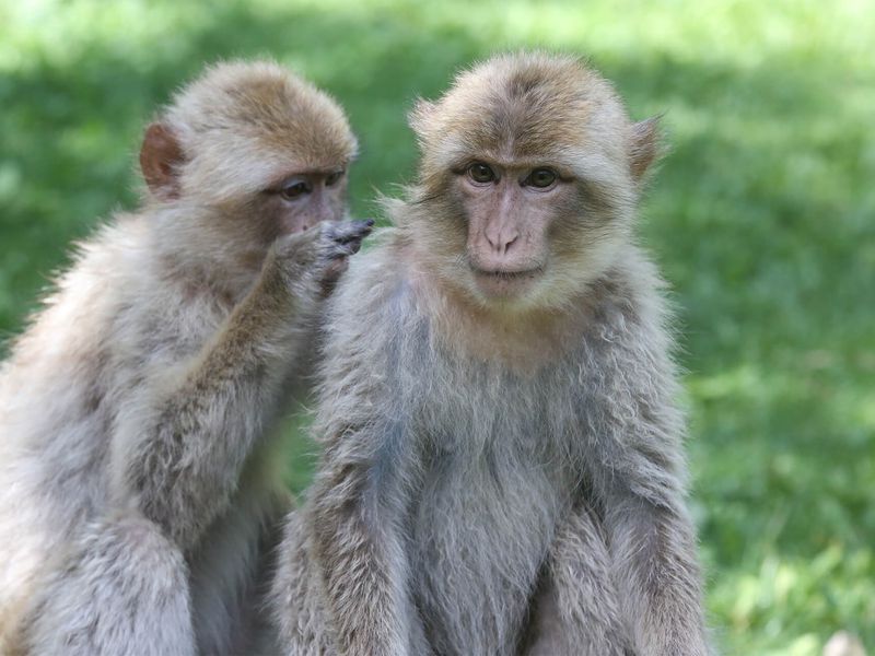 Sociabilité chez les magots - Les animaux des Allées des Petits Singes - ZooParc de Beauval