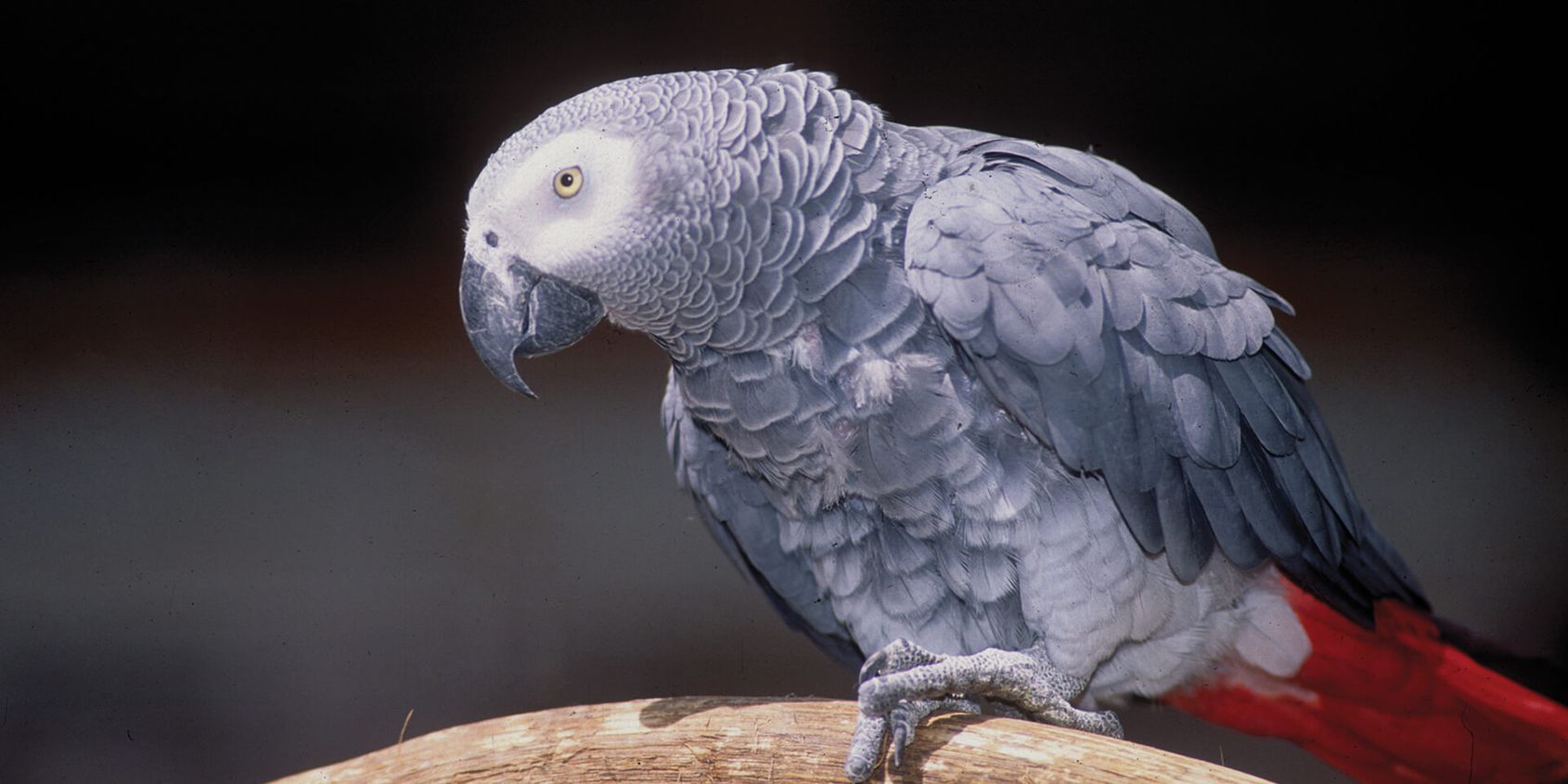 Gris du Gabon - Les animaux de La Rotonde des Perroquets - ZooParc de Beauval