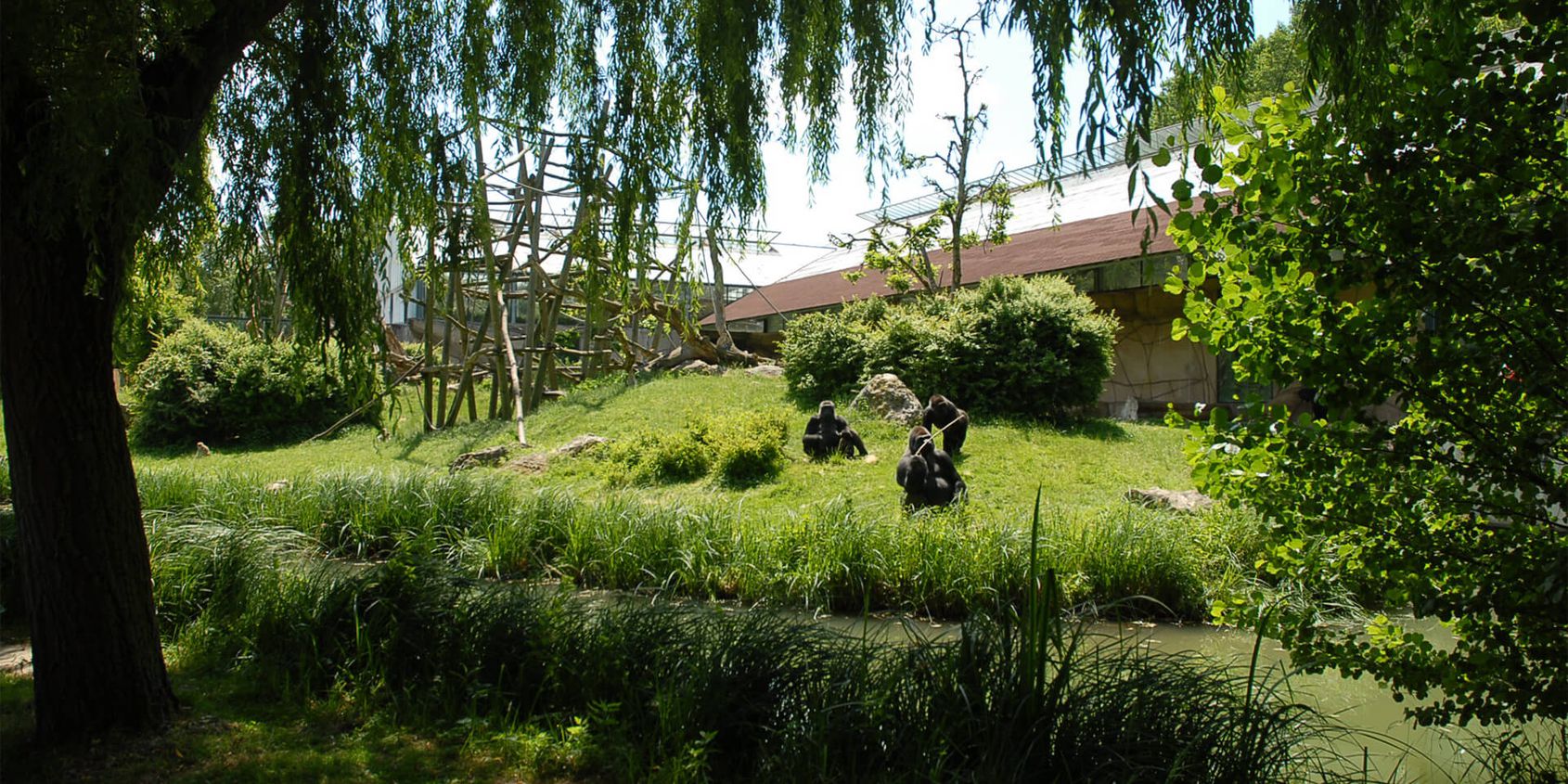 L'île des gorilles - Territoire de La Serre des Gorilles - ZooParc de Beauval