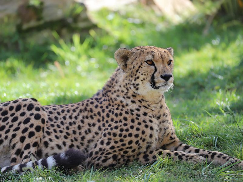 Guépard au repos - Les animaux du Territoire des Guépards - ZooParc de Beauval