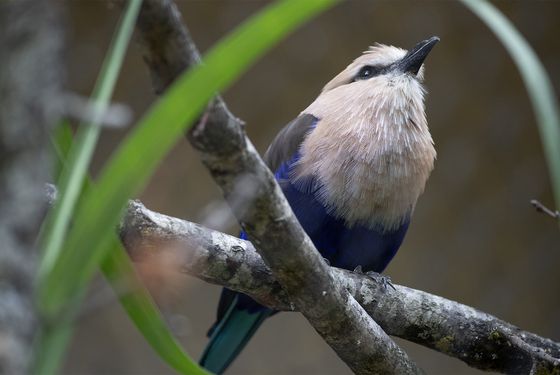 Rollier à ventre bleu