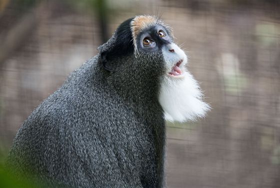 Cercopithèque de Brazza