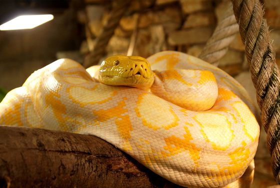 Python albinos