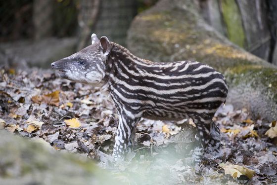 Bébé tapir terrestre